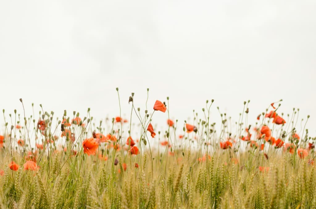 Hero background field