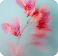 Soft pink flowers on pale cyan background